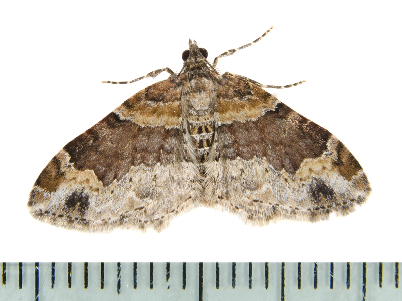 Lepidoptera