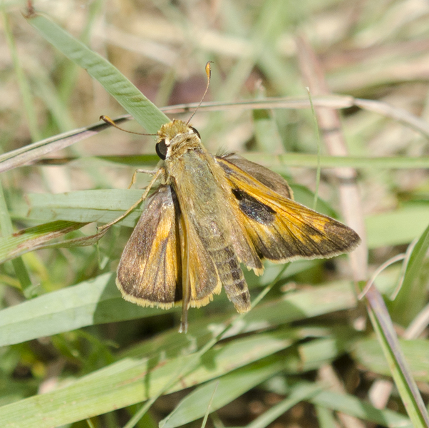 Lepidoptera