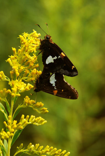 Lepidoptera