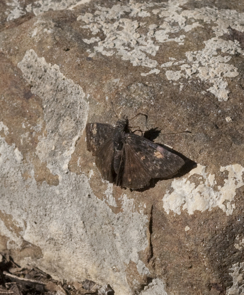 Erynnis funeralis