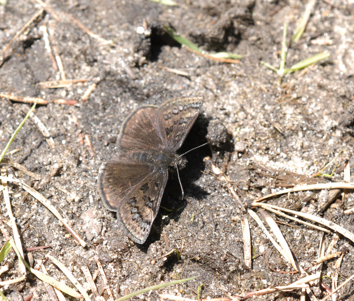 Erynnis