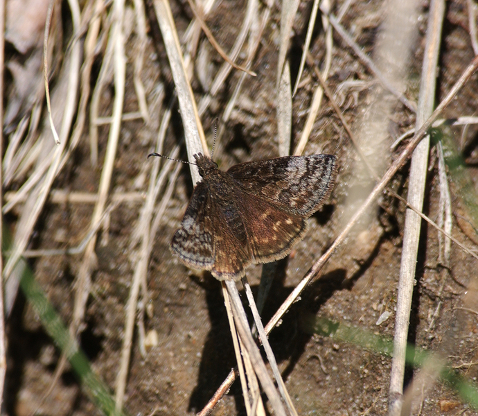 Lepidoptera