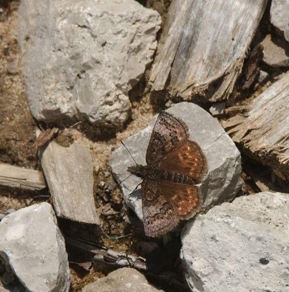 Erynnis_icelus7754