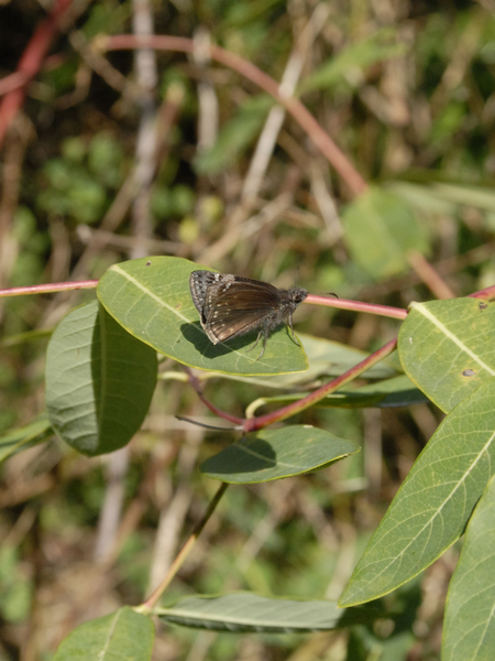 Erynnis lucilius