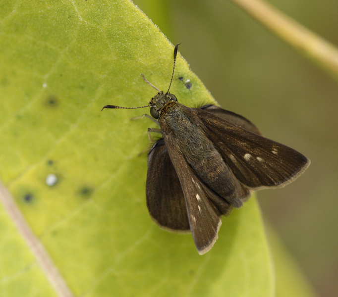 Lepidoptera