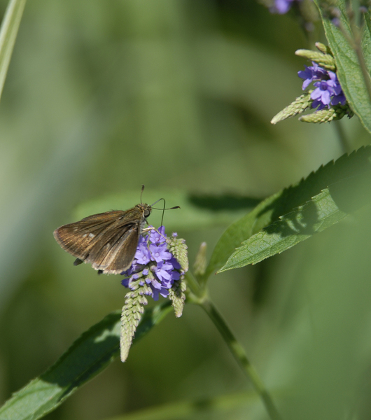 Euphyes vestris