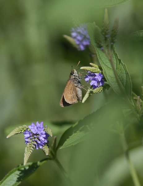 Euphyes vestris