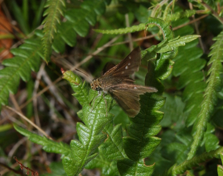 Euphyes vestris