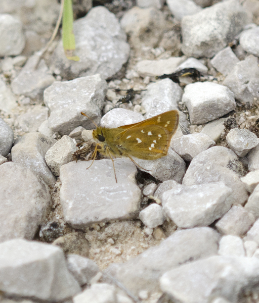 Lepidoptera