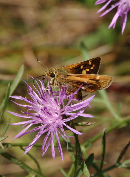 Lepidoptera