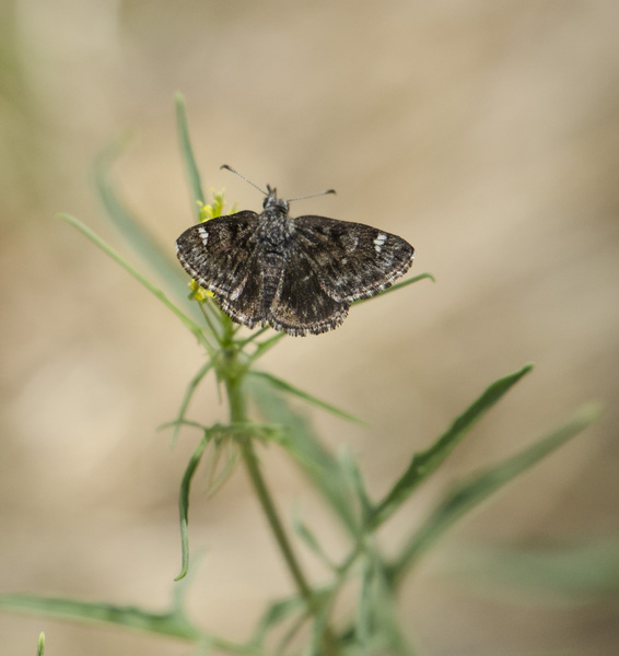 Lepidoptera