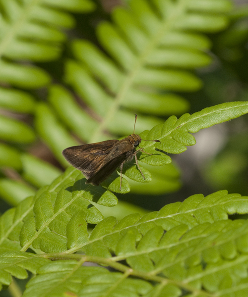 Hesperiidae