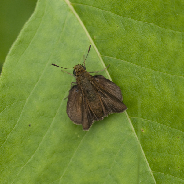 Hesperiidae