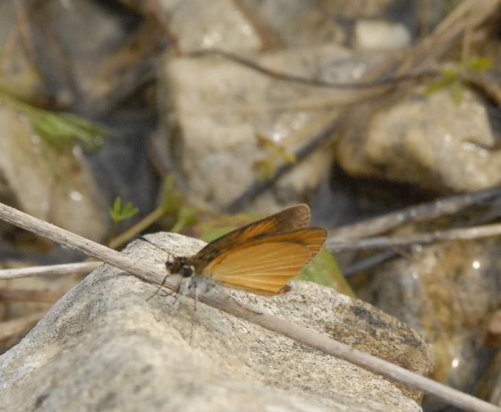 Lepidoptera