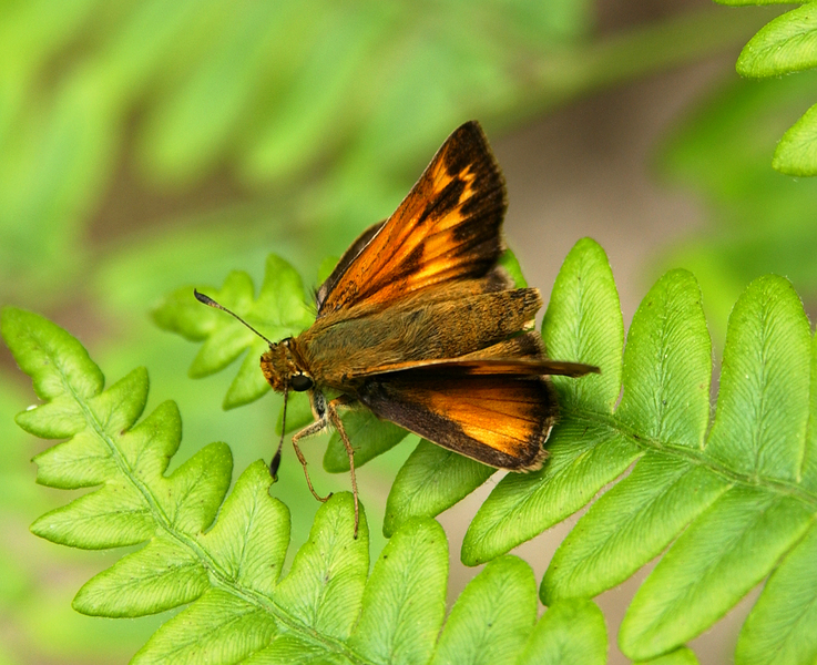 Lepidoptera