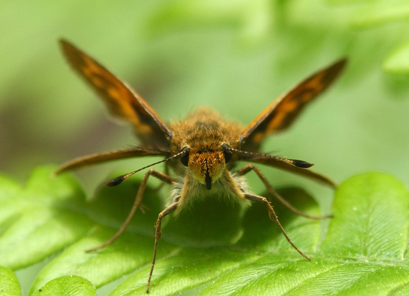 Lepidoptera