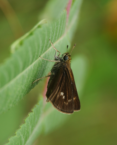 Lepidoptera