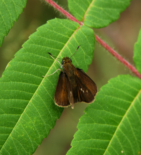 Lepidoptera