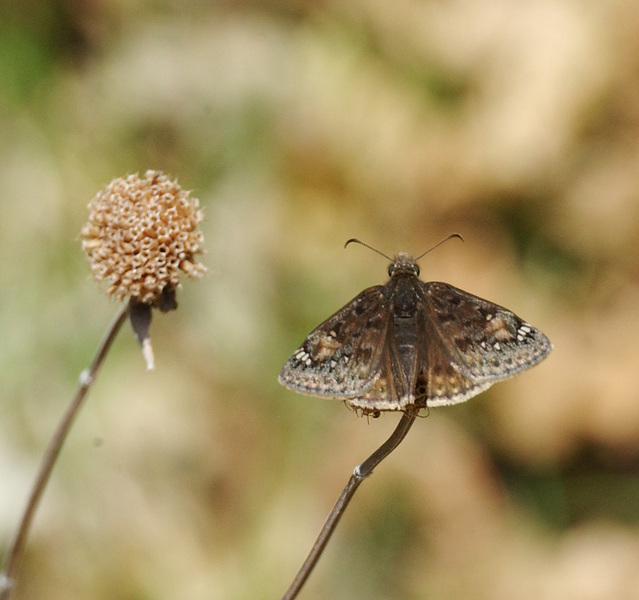 Lepidoptera