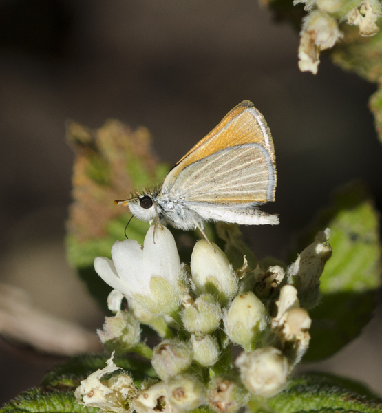 Lepidoptera