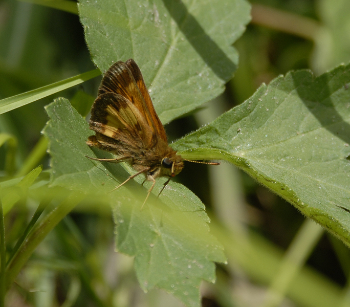 Eumetazoa