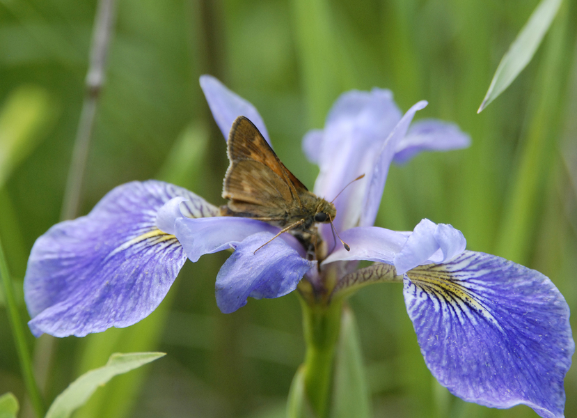 Eumetazoa