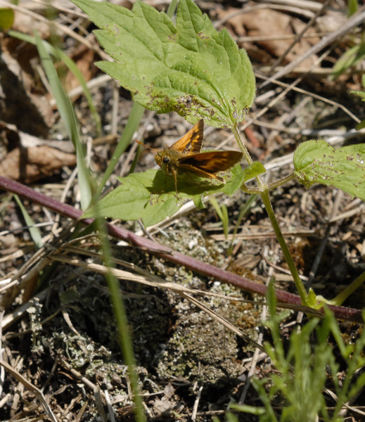 Hesperioidea