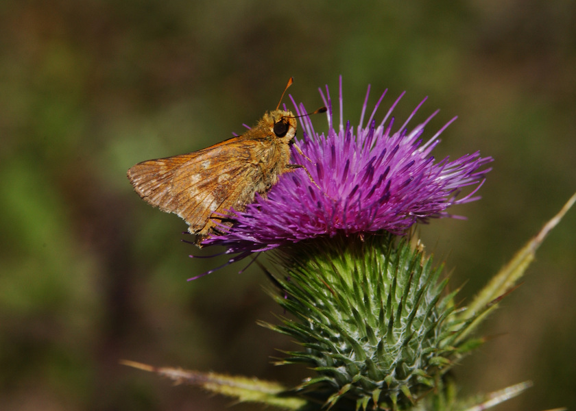 Lepidoptera