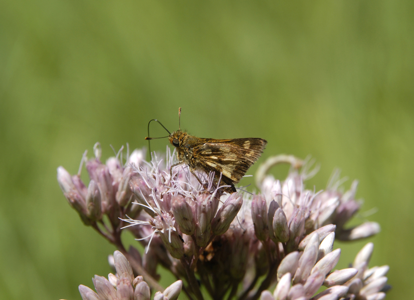 Lepidoptera