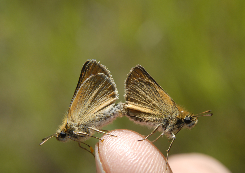 Lepidoptera