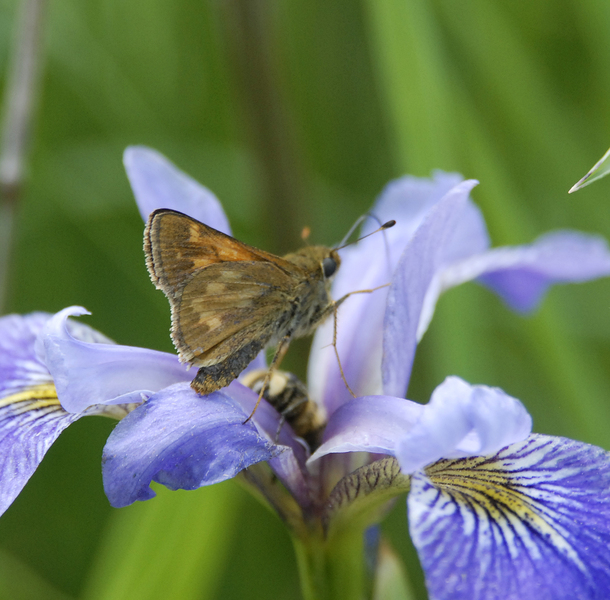 Polites peckius