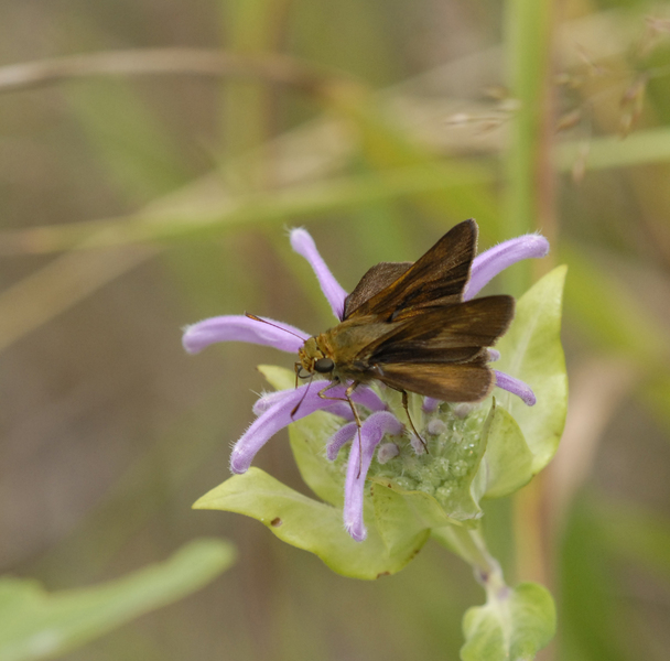 Lepidoptera