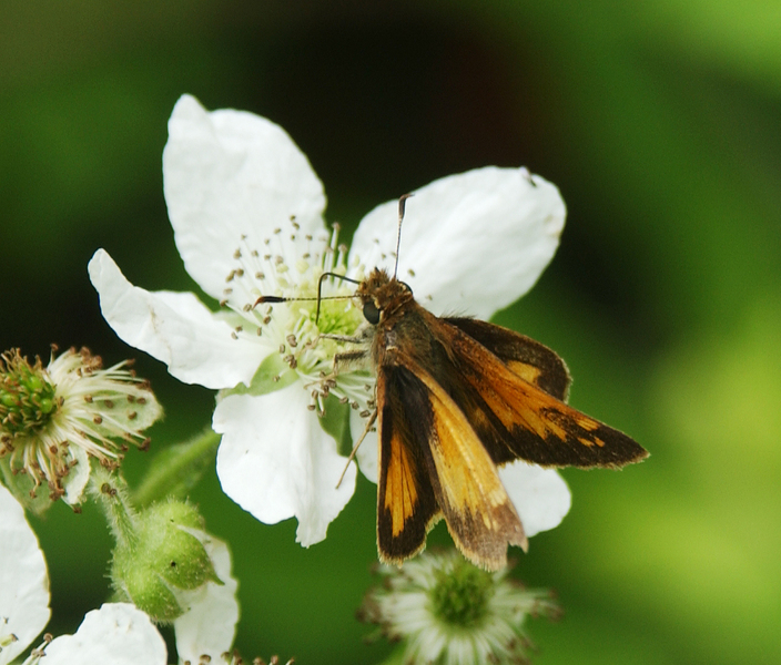 Lepidoptera