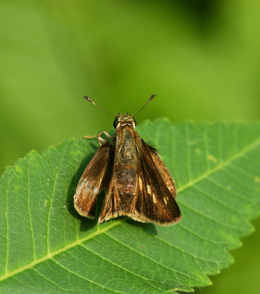 skipper5649