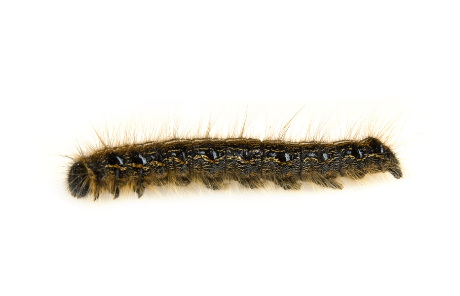 tent_caterpillar2