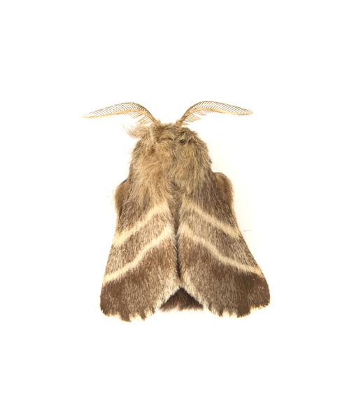 Lasiocampidae