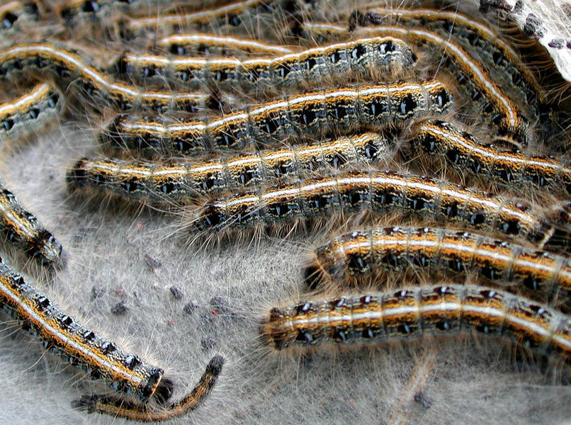 tent_caterpillars