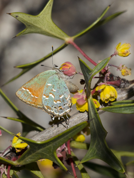 Lepidoptera