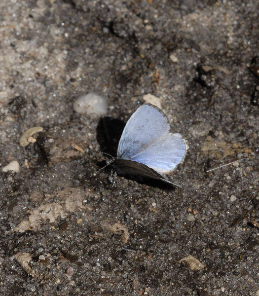 Celastrina2922