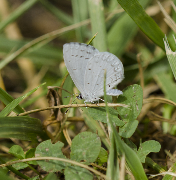 Lycaenidae