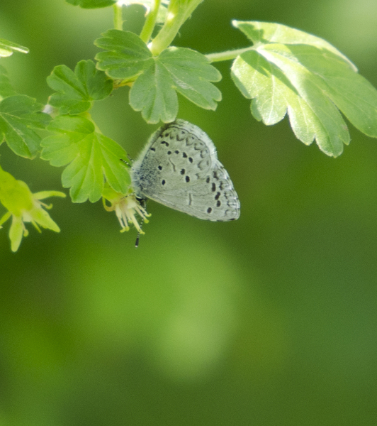 Celastrina ladon