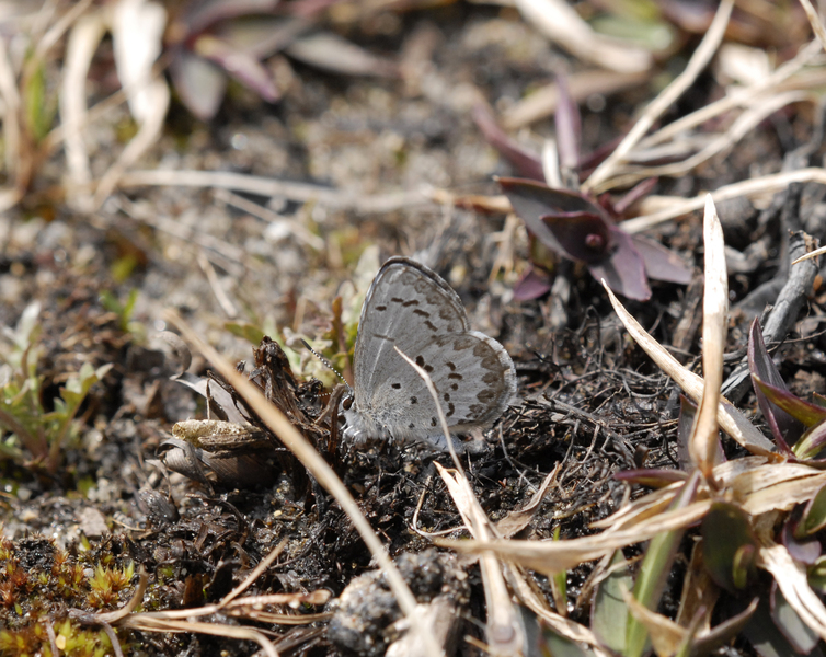 Celastrina