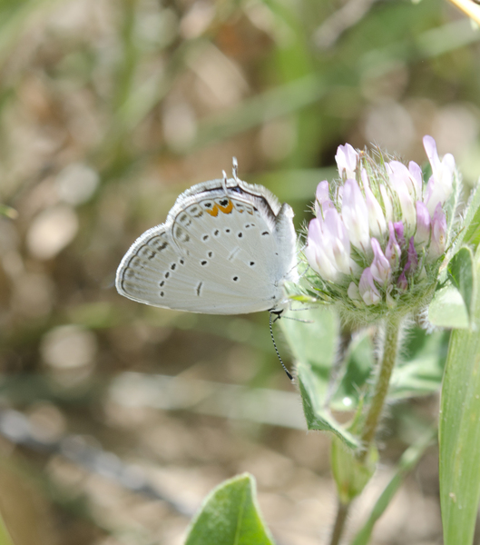 Papilionoidea