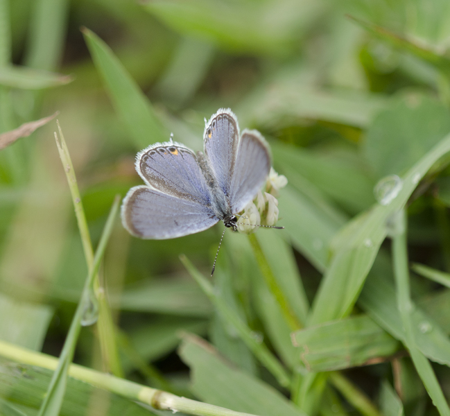 Lepidoptera