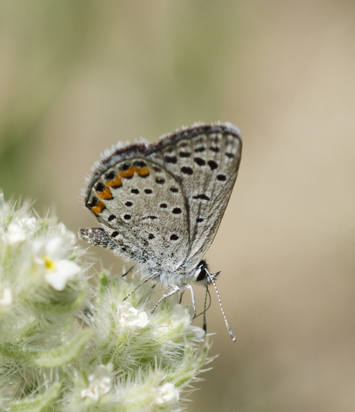 Papilionoidea