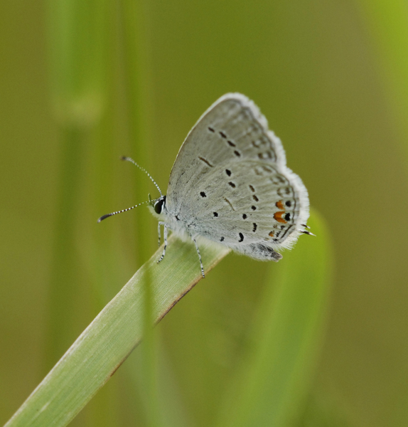 Lepidoptera