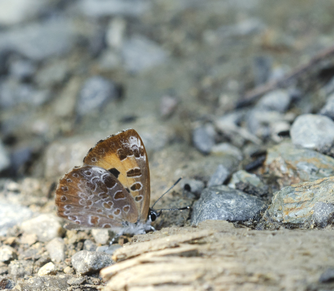 Lepidoptera