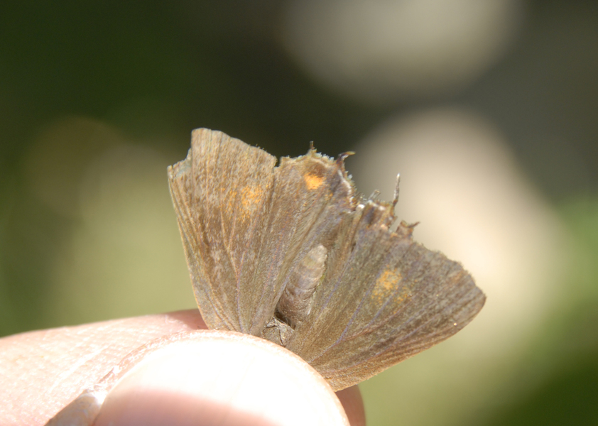 Papilionoidea