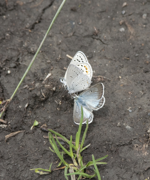 Papilionoidea