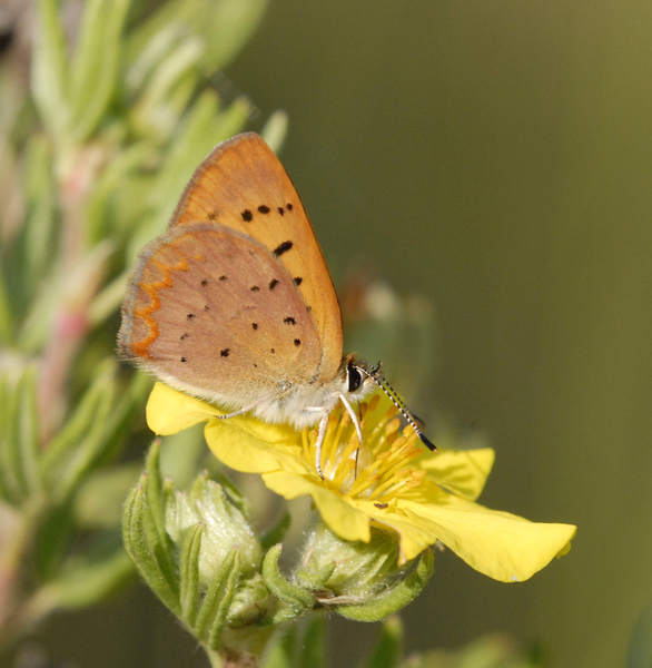 Lycaena dorcas